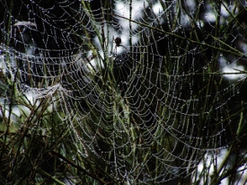 spider web 1 (1)