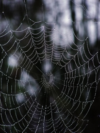 spider web 1(5)