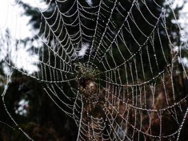 spider web  (5)